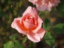 Coral Belle rose photo