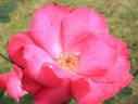 Gotenhafen rose photo