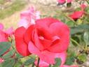 Gotenhafen rose photo