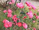 Gotenhafen rose photo