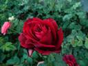 67-16-01 rose photo