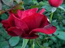 67-16-01 rose photo