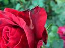67-16-01 rose photo