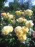 Summertime rose photo