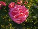 Princess Margaret of England rose photo