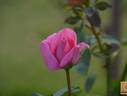 Princess Margaret of England rose photo