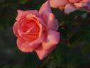 Brinessa rose photo