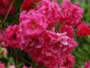 Pretty Pink ® rose photo