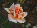 Friedrich Heyer rose photo