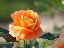Manyo rose photo