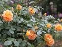 Manyo rose photo