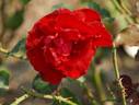 Franklin Engelmann rose photo