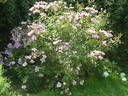 Mateo's Silk Butterflies rose photo