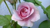 Anke rose photo