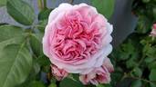 Anke rose photo