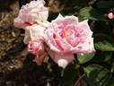 Flush o'Dawn rose photo