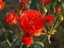Fusilier rose photo