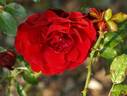 Faithful rose photo