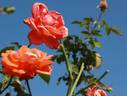 Baronne de Nervo rose photo