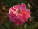 Baronesse Manon rose photo