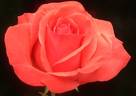 Artistry rose photo