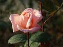 Panorama Holiday rose photo