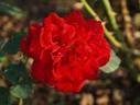 Barbecue rose photo