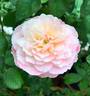 Tamaki rose photo