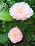 Tamaki rose photo
