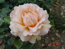Indian Summer rose photo