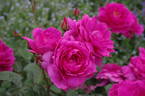 Wenlock ® rose photo