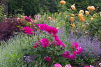 Wenlock ® rose photo