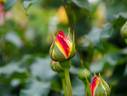 Tropical Sherbet rose photo