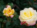 Tropical Sherbet rose photo