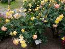 Tropical Sherbet rose photo
