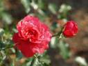 Donauprinzessin rose photo