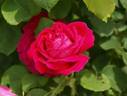 Dr. Marx rose photo