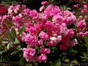 Sourire d'Antan rose photo