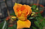 Goldelse ® rose photo