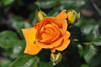 Goldelse ® rose photo