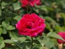 Devienne Lamy rose photo