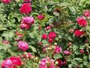 Devienne Lamy rose photo