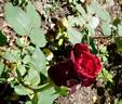 Ballade rose photo