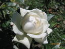 Alba Meillandina ® rose photo