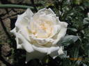 Alba Meillandina ® rose photo