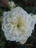 Alba Meillandina ® rose photo