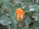 Clementine ® rose photo
