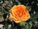 Clementine ® rose photo