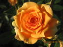 Clementine ® rose photo