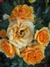 Clementine ® rose photo